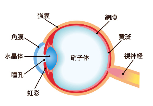 日帰り網膜硝子体手術