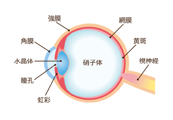 日帰り網膜硝子体手術