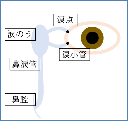 涙道とは